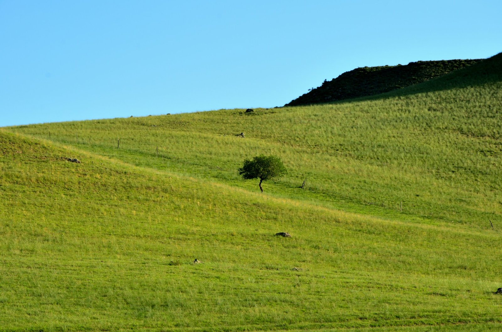 Por qué invertir en becerros puede ser más estable que los mercados tradicionales