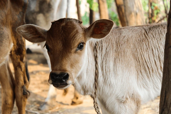 Invertir en becerros: cómo funciona el modelo de ganadería a medias